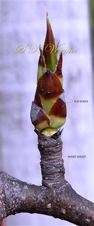  Young short shoot with terminal bud